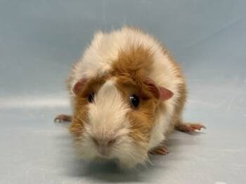Rescue Guinea Pig Guinea Pigs for Adoption in Golden Valley, Minnesota - Taco | PetCurious